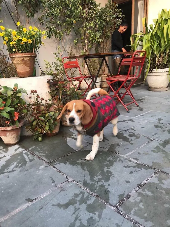 The Lazy Patio Homestay 0*, New Delhi